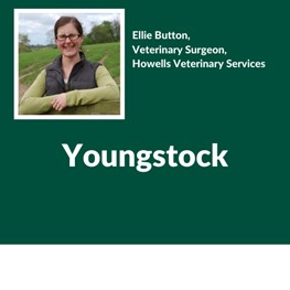 Youngstock, Ellie Button, Veterinary Surgeon, Howells Veterinary Services