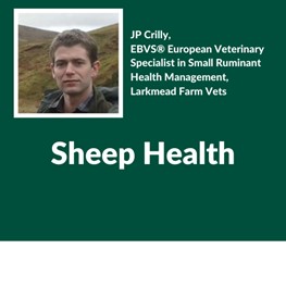 Sheep, JP Crilly, EBVS® European Veterinary Specialist in Small Ruminant Health Management, Larkmead Farm Vets